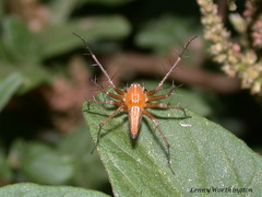 Oxyopes birmanicus