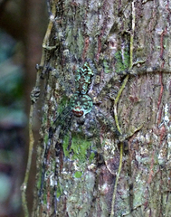 Heteropodinae