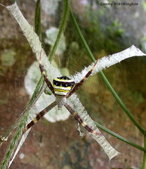 Argiope versicolor