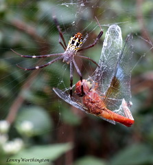 Argiope dang