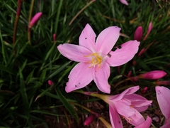 Zephyranthes carinata
