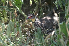 Pternistis leucoscepus