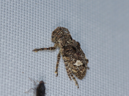 Pterolophia quadrifasciculatipennis, 2021-08-15