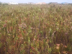 Erica perspicua perspicua