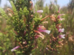 Erica perspicua perspicua