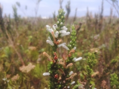 Erica perspicua perspicua