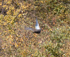 Lyrurus mlokosiewiczi