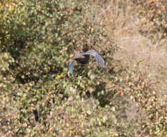 Lyrurus mlokosiewiczi