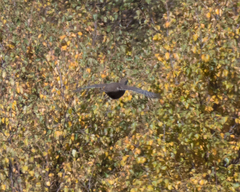 Lyrurus mlokosiewiczi