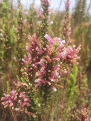 Erica perspicua perspicua