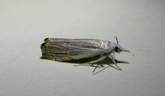 Parapediasia decorellus