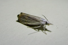 Parapediasia decorellus