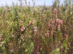 Erica perspicua perspicua