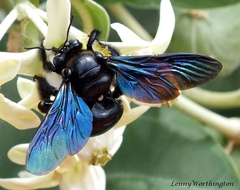 Xylocopa nasalis