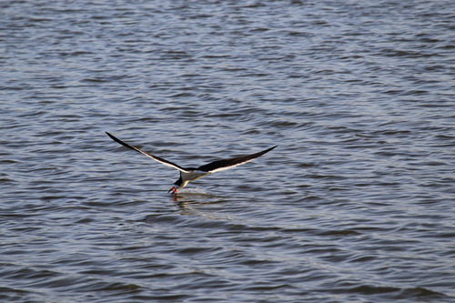 iNaturalist observation photo of Black Skimmer