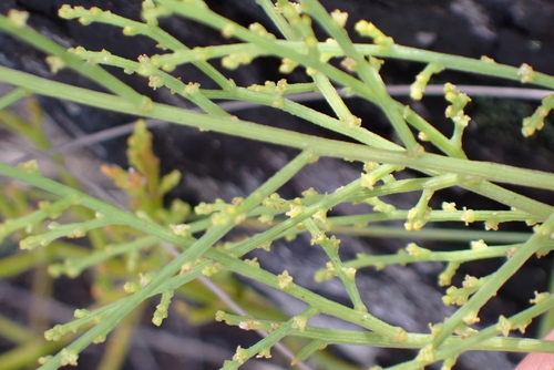 Warty Rootthug (Thesium leptostachyum)