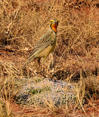 Macronyx capensis colletti