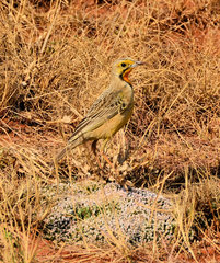 Macronyx capensis colletti