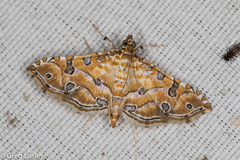 Ommatospila narcaeusalis