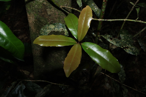 Smooth Wilkiea (Wilkiea austroqueenslandica)