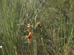 Calochilus grandiflorus