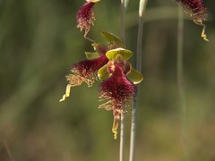 Calochilus grandiflorus