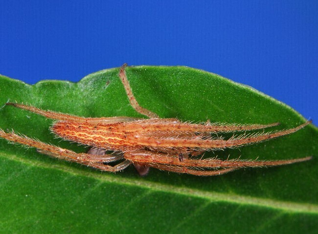 Mahembea hewitti