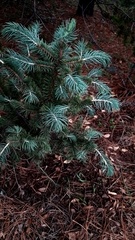 Picea chihuahuana