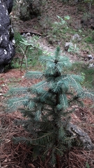 Picea chihuahuana
