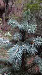 Picea chihuahuana