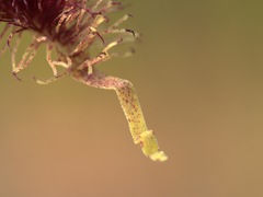 Calochilus grandiflorus