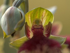 Calochilus grandiflorus