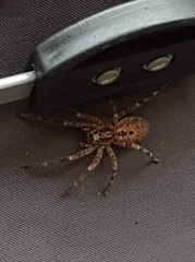 Zoropsis spinimana