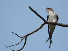 Hemiprocne coronata