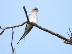 Hemiprocne coronata