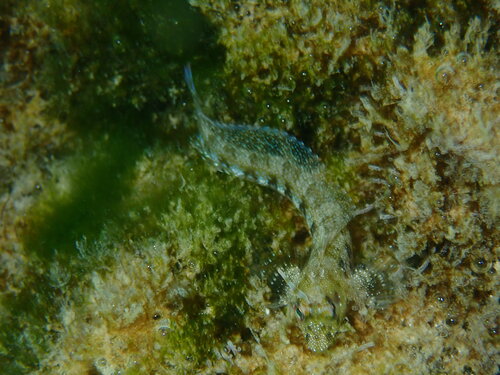 Hirculops cornifer observed 2025-07-05