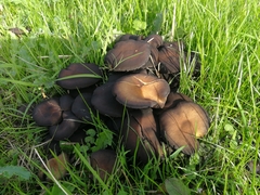 Fungi
