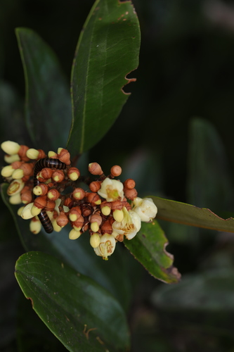 Sarcolaena multiflora image