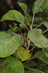 Image of Macaranga obovata