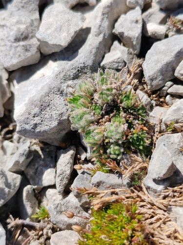 Draba aspera, photograph 2