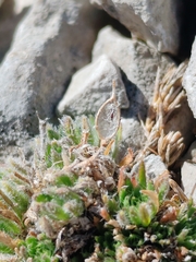 Draba aspera, photograph (c) Ljaž, some rights reserved (CC BY)