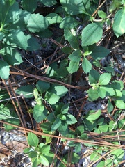 Acanthospermum australe