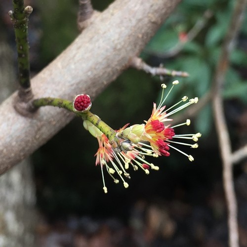 Acer rubrum image