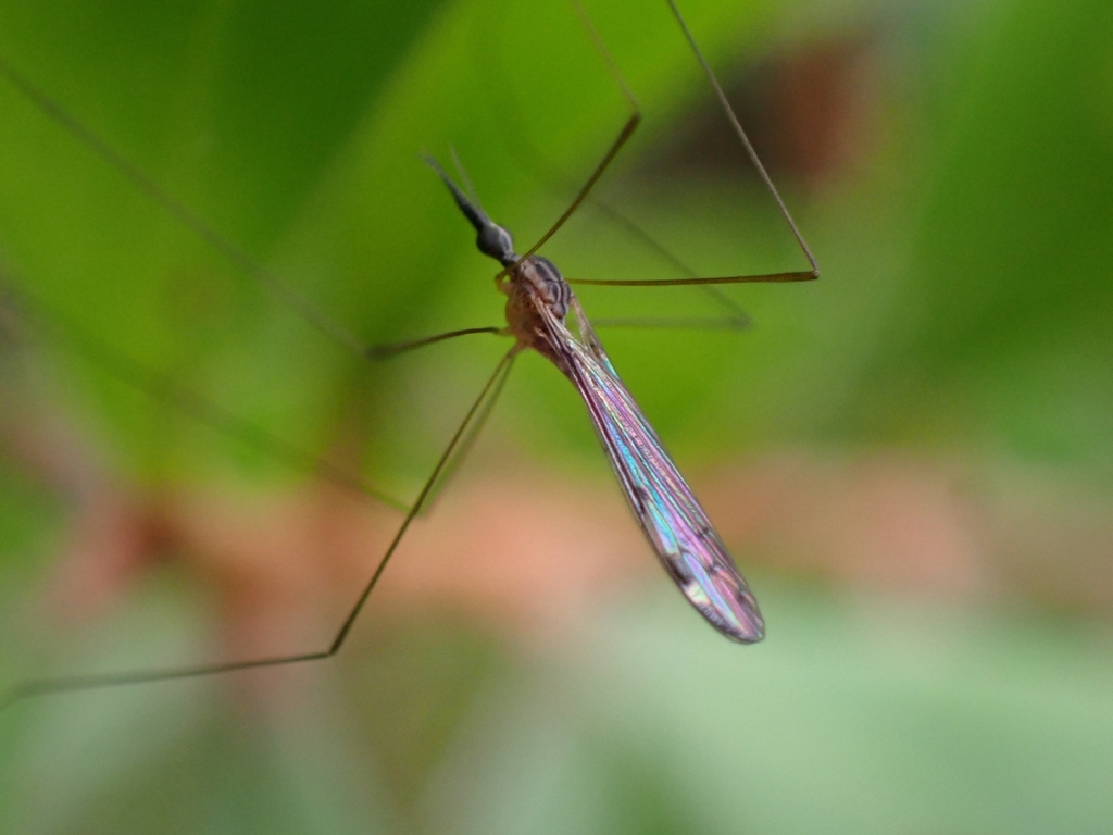 Geranomyia neopicta
