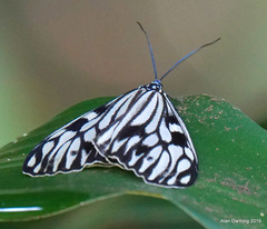 Cyclosia pieridoides