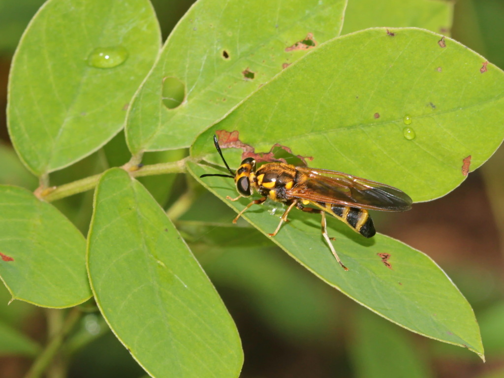 Hermetia transmaculata