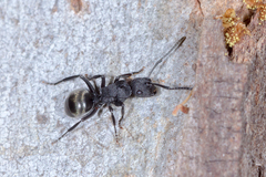 Polyrhachis phryne
