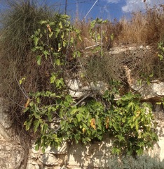 Ficus carica