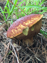 Boletus edulis grandedulis