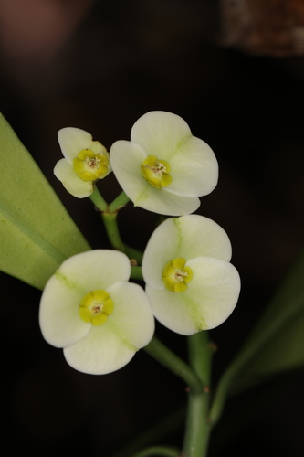 Euphorbia thouarsiana image